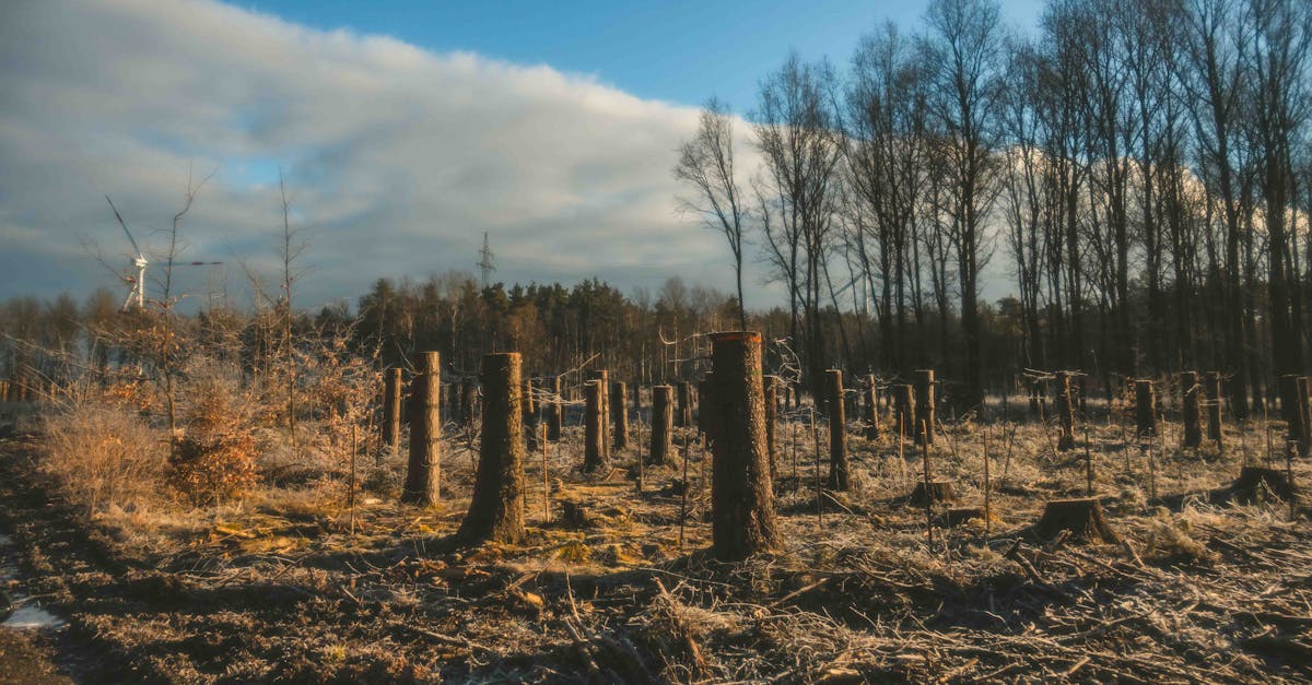 la déforestation désigne la destruction massive des forêts, entraînant des impacts environnementaux majeurs tels que la perte de biodiversité, le changement climatique et la dégradation des sols.