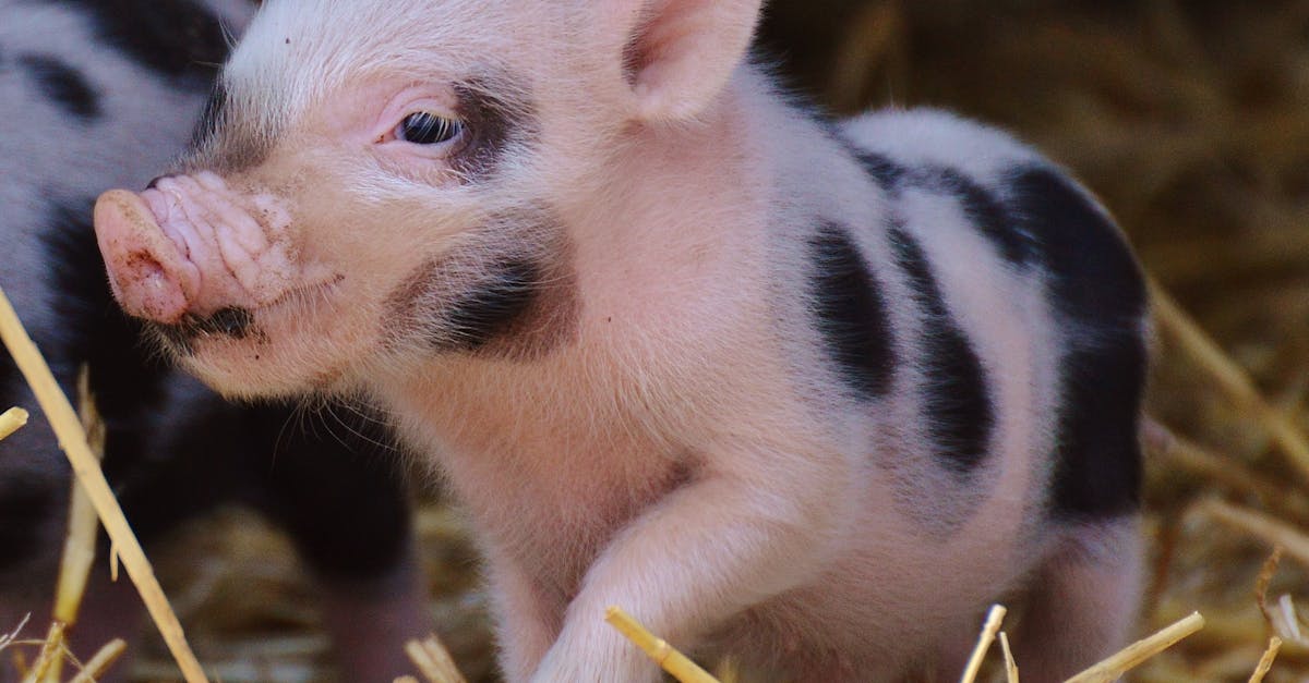 découvrez tout sur la tête de porc : recettes, astuces culinaires et informations nutritionnelles pour apprécier ce mets traditionnel.