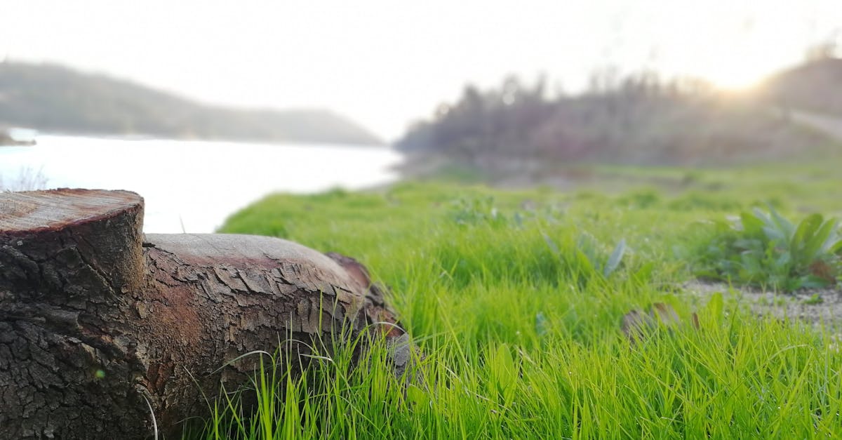 découvrez tout sur l'environnement : protection, enjeux écologiques, biodiversité et actions durables pour préserver notre planète.