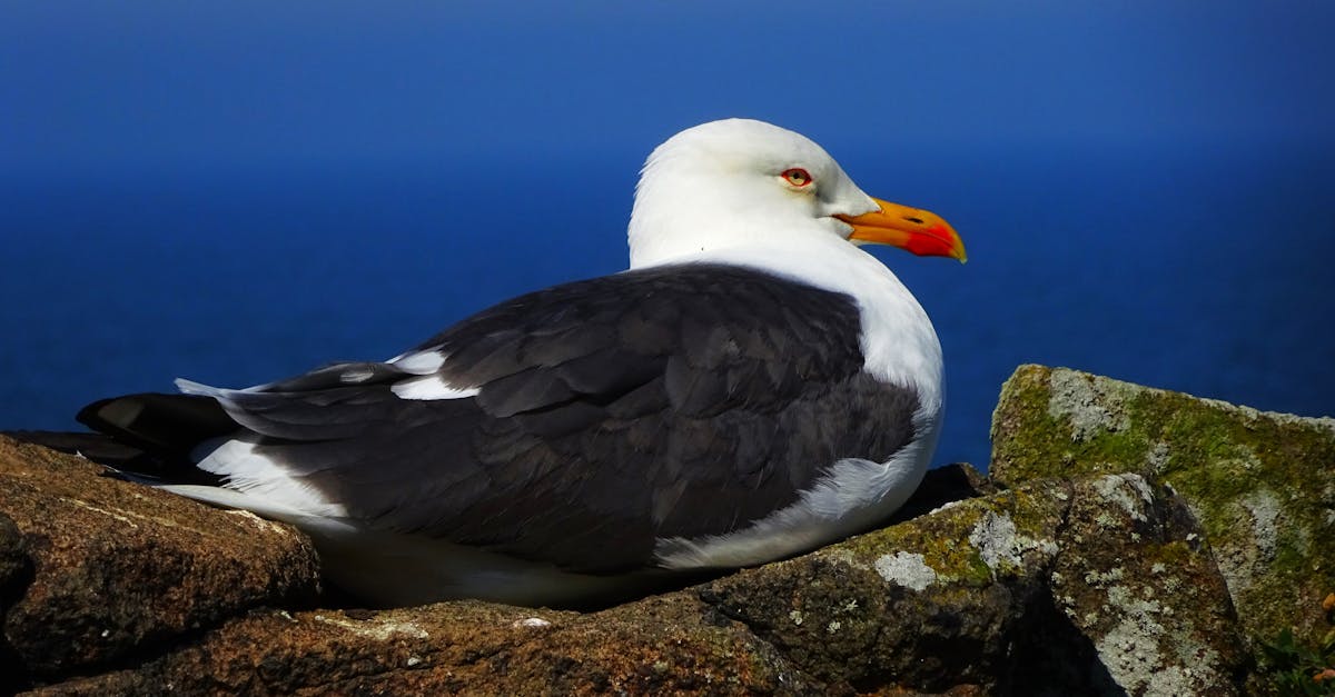 découvrez les écosystèmes, ces systèmes complexes où interagissent les êtres vivants et leur environnement. apprenez comment ces réseaux naturels soutiennent la biodiversité, régulent le climat et fournissent des ressources essentielles à la vie sur terre.