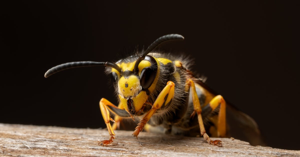 piège sélectif pour frelons : capturez efficacement les frelons tout en préservant les autres insectes utiles. solution écologique et ciblée pour protéger votre environnement.
