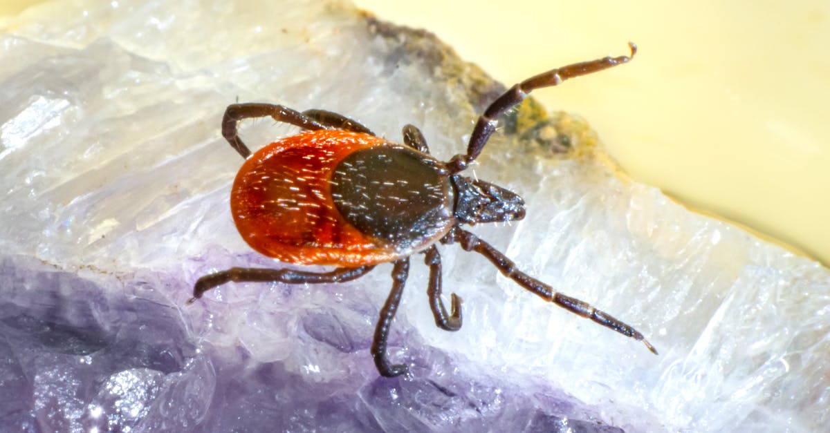 découvrez les menaces liées aux nuisibles et apprenez comment les identifier, prévenir et contrôler efficacement les infestations pour protéger votre environnement.