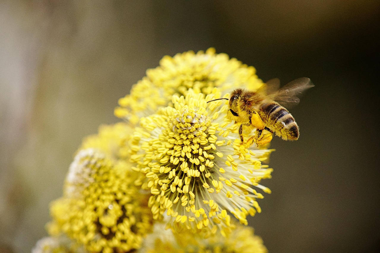découvrez l'importance de la biodiversité dans votre jardin et comment favoriser un écosystème sain et équilibré pour attirer une variété d'espèces végétales et animales.