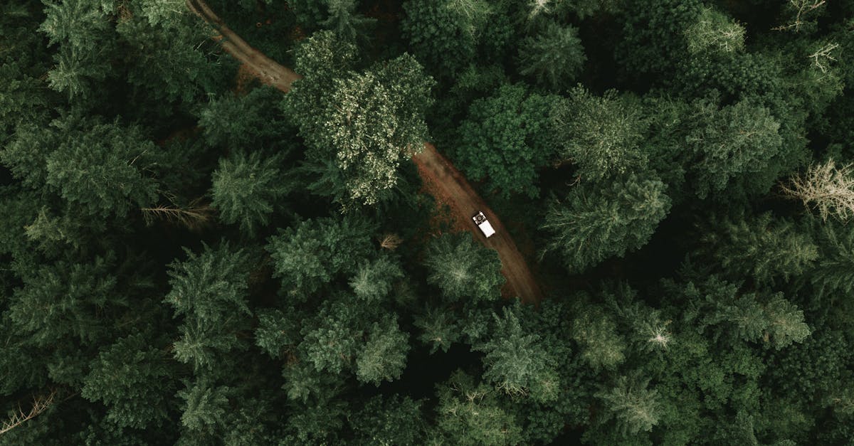 découvrez la beauté et l'importance des forêts, véritables poumons de notre planète, abritant une biodiversité riche et jouant un rôle crucial dans l'équilibre écologique.