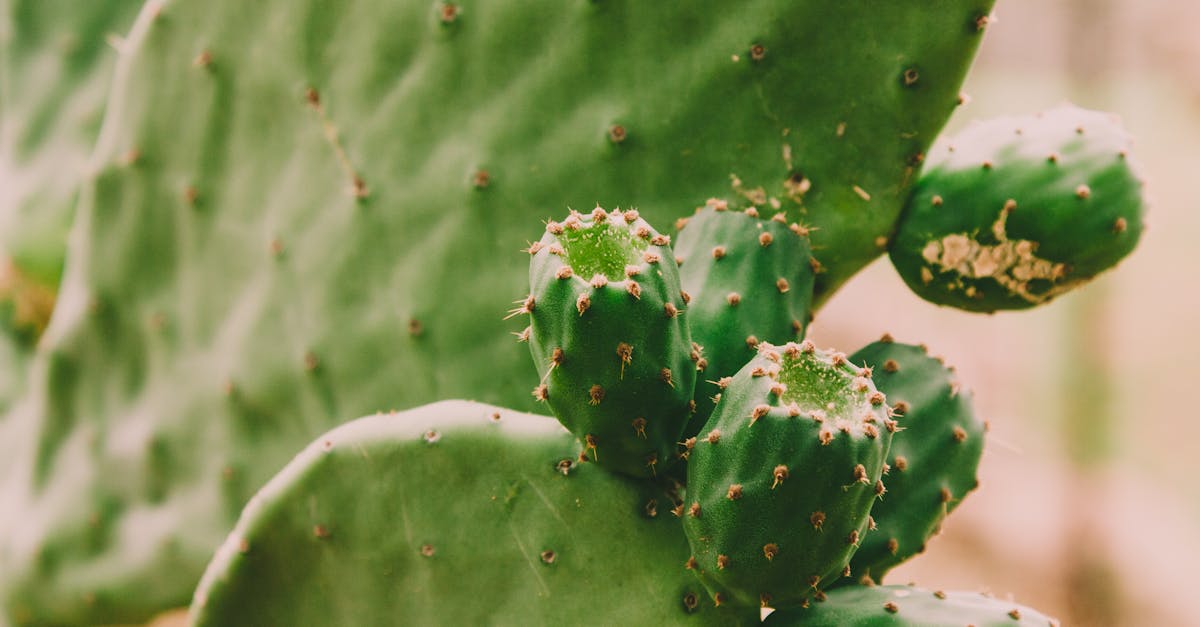 découvrez l'art du jardinage résilient, une approche durable qui favorise la biodiversité et s'adapte aux conditions climatiques changeantes. apprenez à créer un écosystème florissant et résistant où vos plantes s'épanouissent tout en préservant l'environnement.