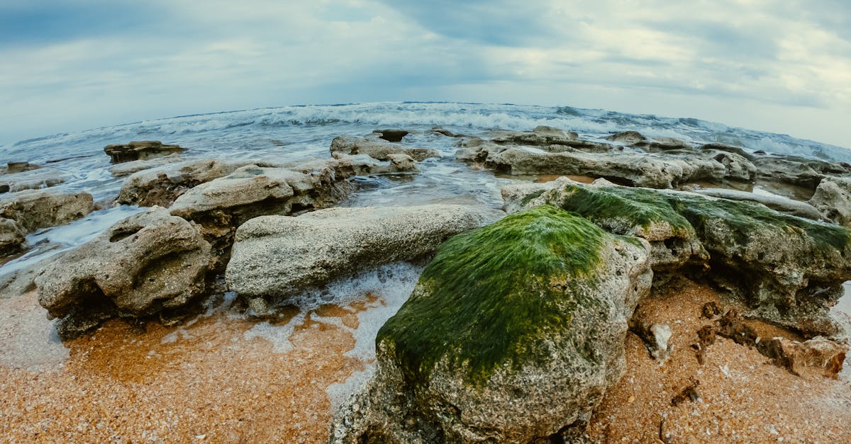 découvrez tout sur la marée verte : causes, impacts environnementaux et solutions pour lutter contre cette prolifération d'algues nocives.
