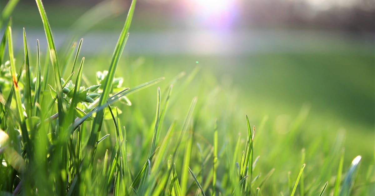 découvrez tout sur l'environnement : enjeux écologiques, conseils pratiques et actualités pour protéger la planète et adopter un mode de vie plus durable.