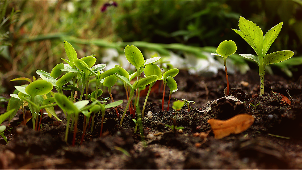 découvrez comment créer un jardin urbain en permaculture, alliant agriculture durable et harmonie avec la nature en milieu citadin.
