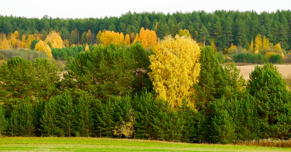 découvrez les engagements climatiques : mesures, objectifs et actions pour lutter contre le changement climatique et favoriser un avenir durable.