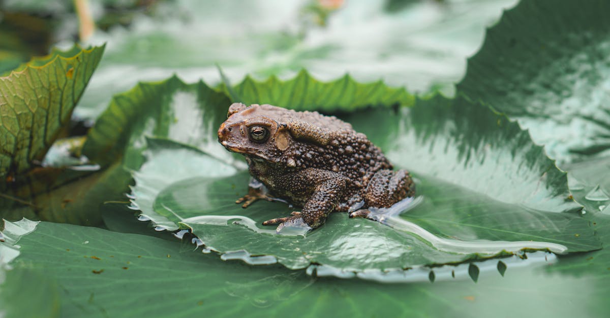 découvrez frog frequency, une expérience audio immersive unique qui combine sons naturels et technologie pour vous relaxer et revitaliser votre esprit.