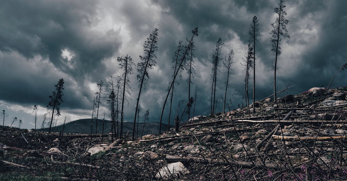 découvrez les causes, impacts et solutions du changement climatique pour protéger notre planète et assurer un avenir durable.