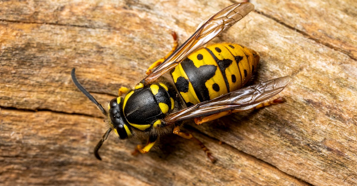 piège sélectif pour frelons : capture efficace ciblée pour protéger votre environnement sans nuire aux autres insectes.