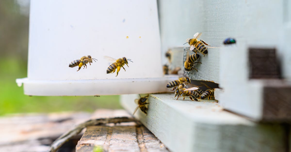 découvrez l'élevage d'insectes, une solution durable et innovante pour l'alimentation, l'agriculture et l'environnement.