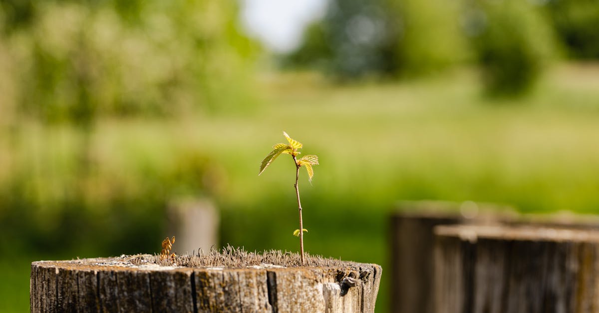 découvrez l'importance de la persévérance pour surmonter les obstacles et atteindre vos objectifs avec détermination et motivation.