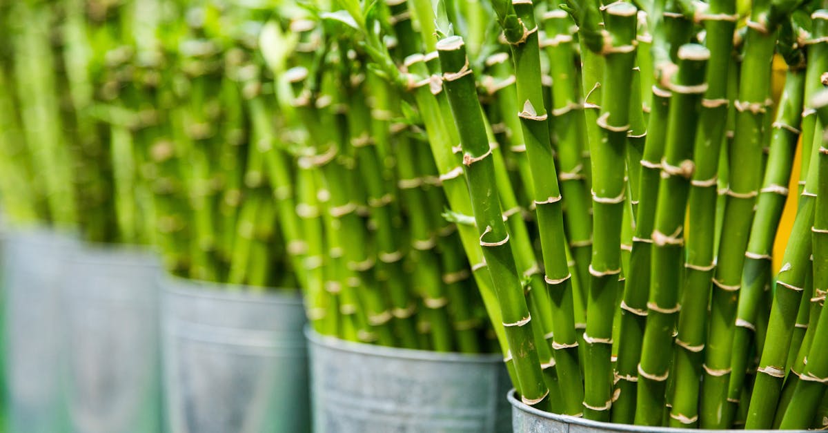 découvrez le jardinage résilient : une approche durable pour cultiver votre espace vert malgré les défis climatiques. apprenez des techniques innovantes et des astuces pour favoriser la biodiversité tout en préservant les ressources naturelles.