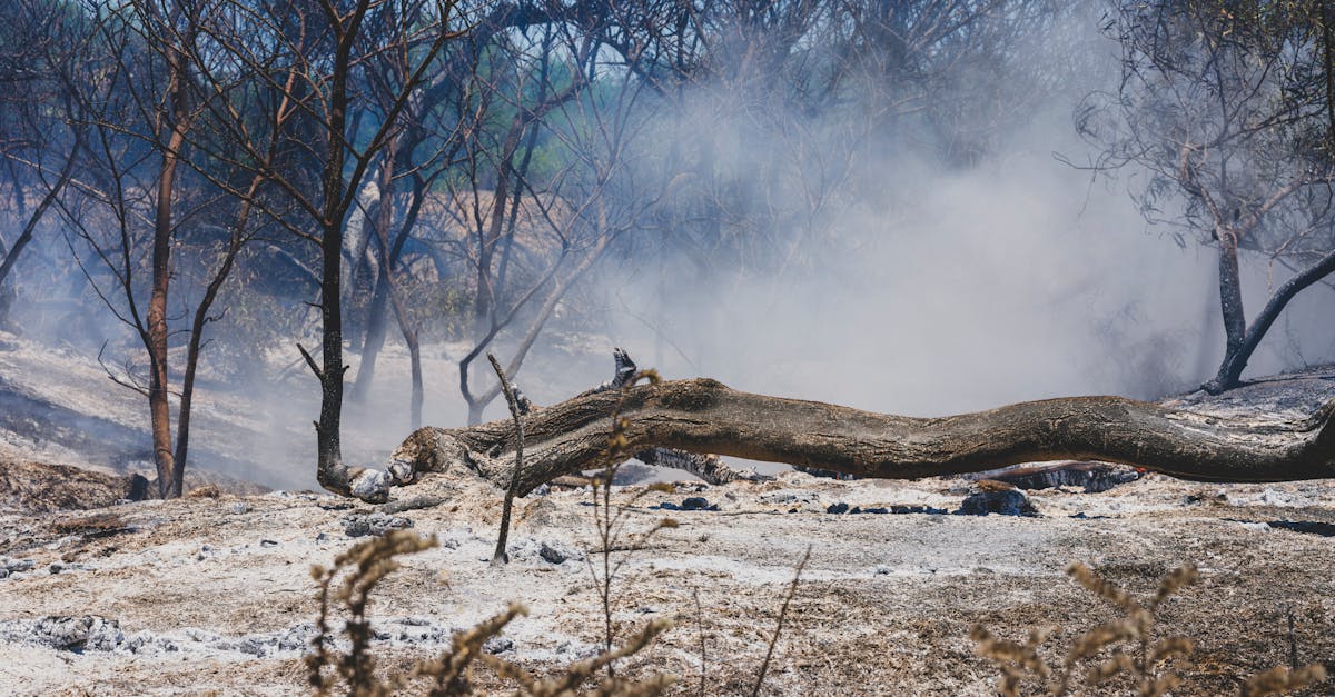 découvrez les impacts environnementaux du conflit en iran, analysant les conséquences sur les écosystèmes, la pollution et les ressources naturelles.