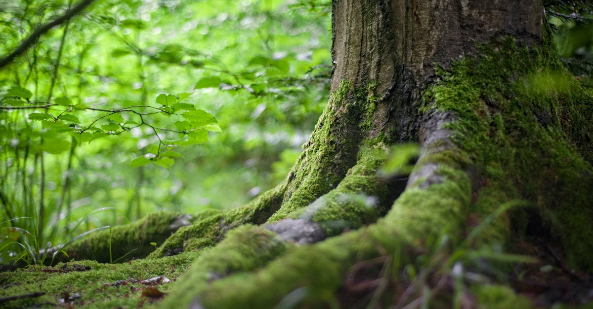 découvrez l'importance de l'environnement et comment agir pour préserver notre planète grâce à des conseils pratiques et des initiatives durables.