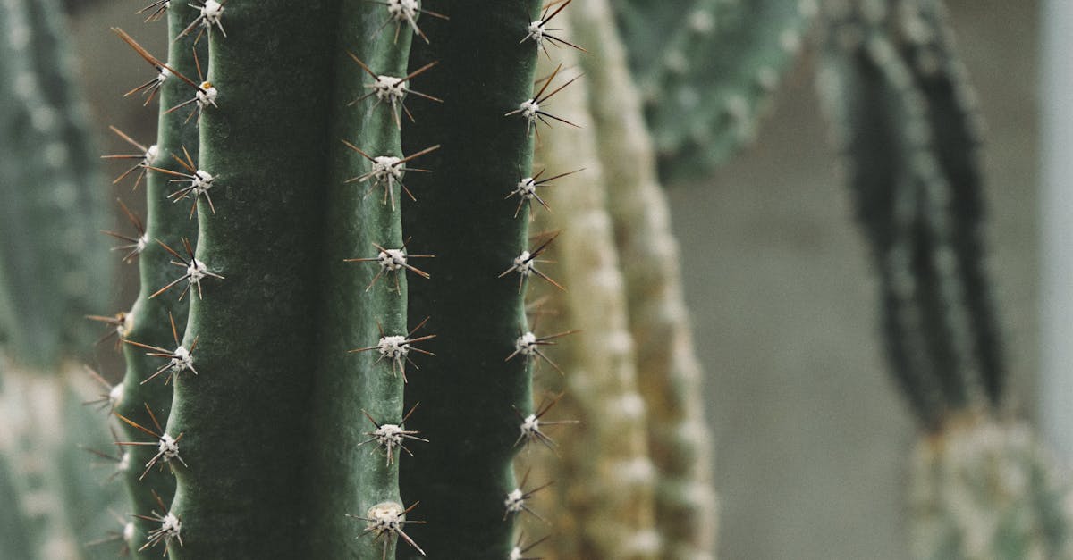 découvrez l'art du jardinage résilient : des techniques durables pour créer un jardin qui s'adapte aux changements climatiques tout en favorisant la biodiversité et la santé des sols.