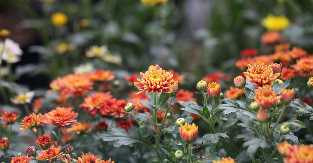 conseils essentiels pour l'entretien de votre parterre de fleurs en été afin de garantir une floraison abondante et durable.