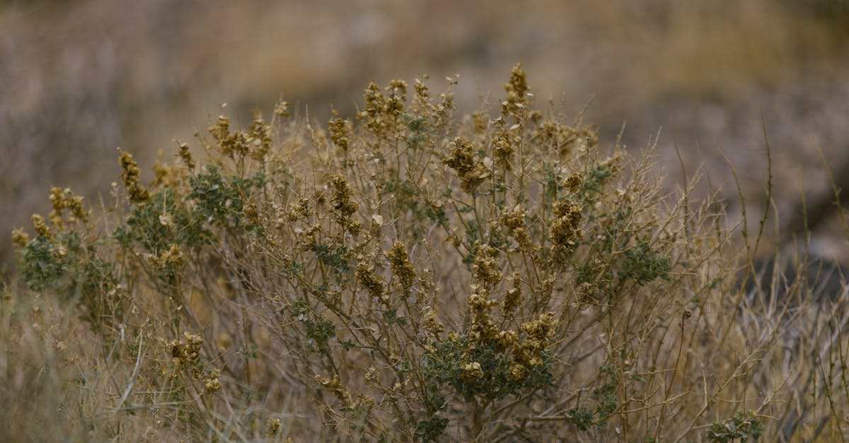 découvrez les stratégies d'adaptation climatique mises en œuvre dans le marais poitevin pour préserver cet écosystème fragile face aux changements environnementaux.