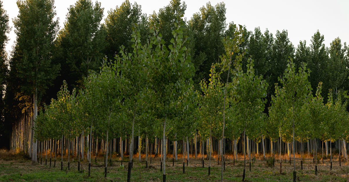 découvrez l'importance de la reforestation pour préserver la biodiversité, lutter contre le changement climatique et restaurer nos écosystèmes naturels.