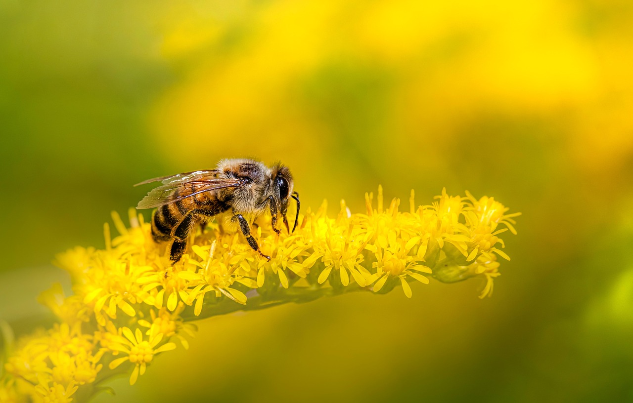 découvrez le bee wrap, une alternative écologique au film plastique pour emballer vos aliments de manière naturelle et réutilisable.