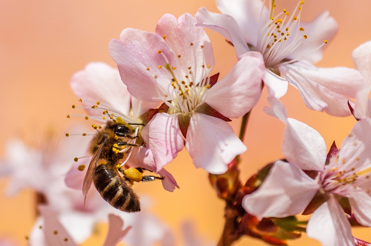 découvrez le bee wrap, une alternative écologique au film plastique pour emballer vos aliments naturellement et préserver leur fraîcheur.