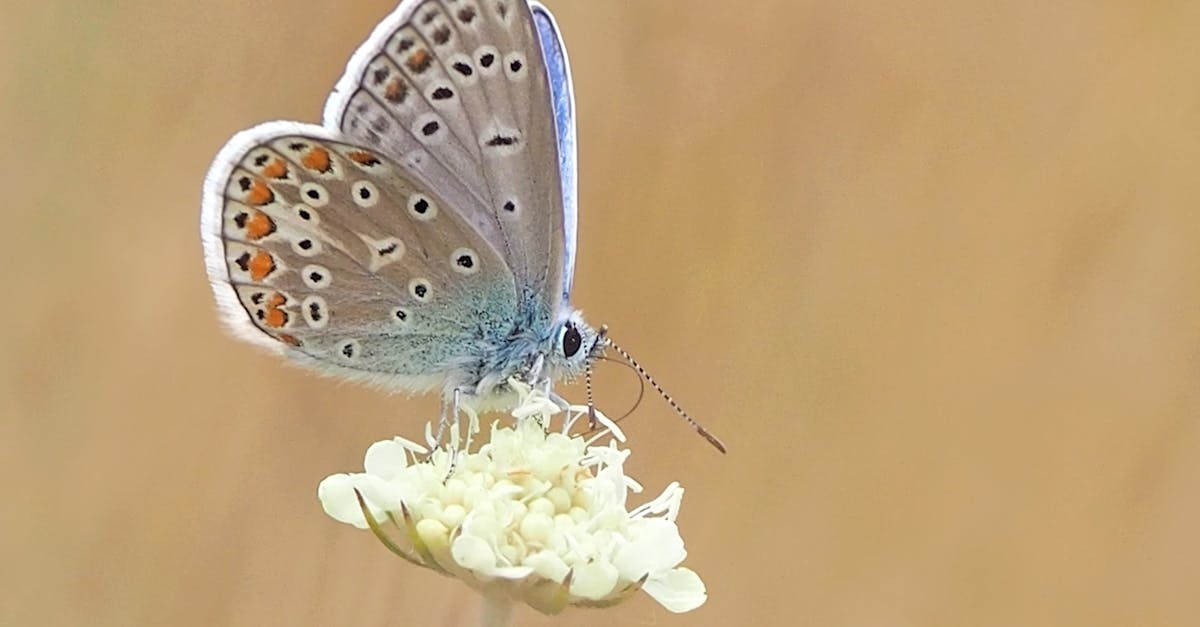 découvrez l'écologie, l'étude des interactions entre les organismes vivants et leur environnement, et apprenez comment préserver notre planète pour les générations futures.