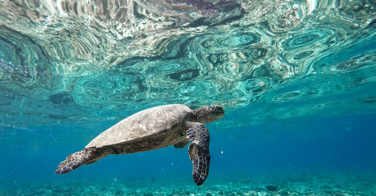 découvrez les actions et initiatives pour la conservation des océans, préserver la biodiversité marine et lutter contre la pollution afin de protéger nos écosystèmes marins.