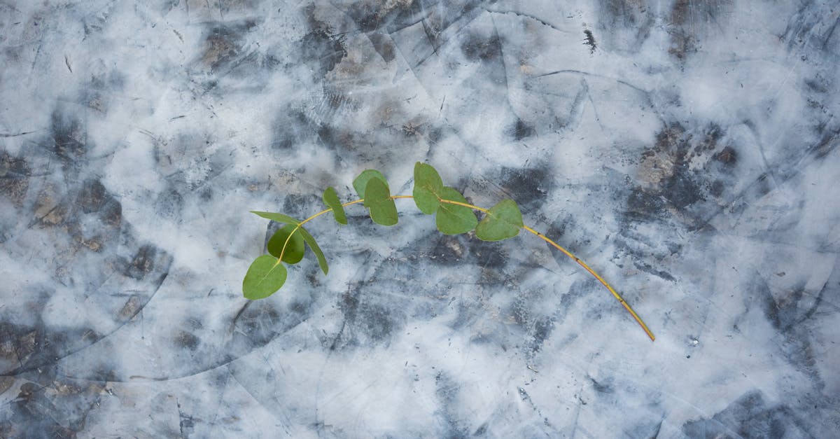 découvrez les associations écologiques et leur rôle essentiel dans la préservation de l'environnement et la promotion du développement durable.