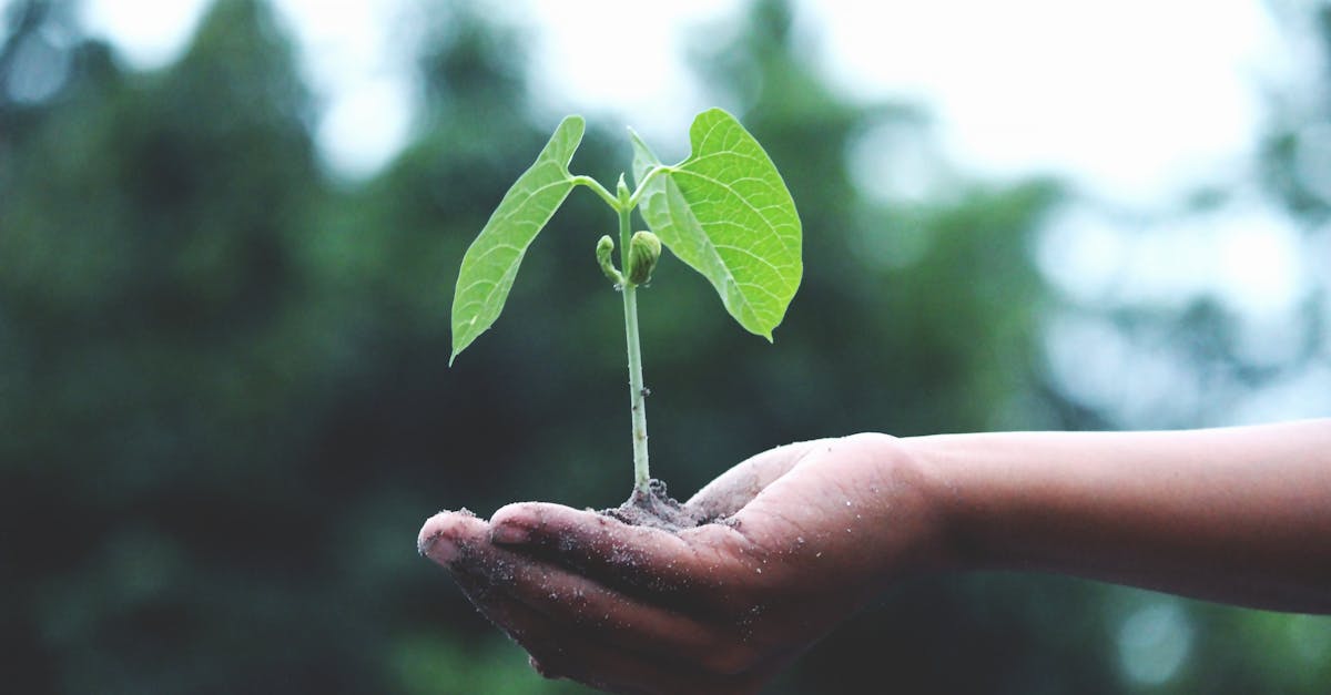 découvrez les causes, les impacts et les solutions du changement climatique pour mieux comprendre et agir face à ce défi mondial urgent.