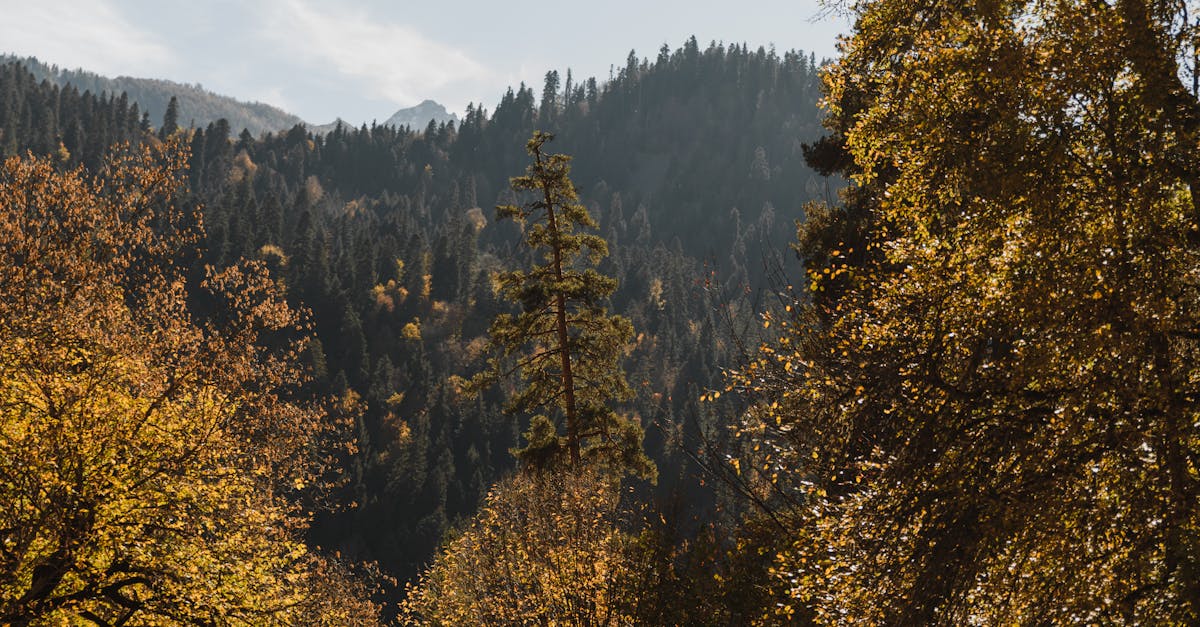 découvrez les enjeux et solutions de la transition écologique pour un avenir durable et respectueux de l'environnement.