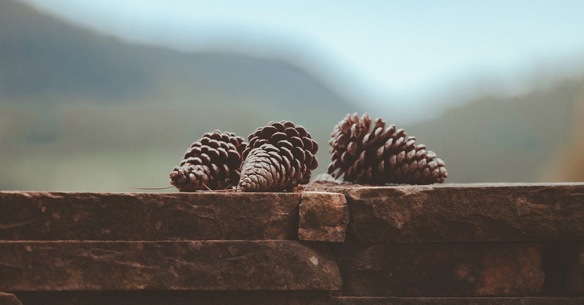 découvrez l'efficacité des politiques environnementales dans la promotion d'un développement durable et d'une meilleure protection de notre planète. analyse des stratégies mises en œuvre et de leur impact sur l'environnement.