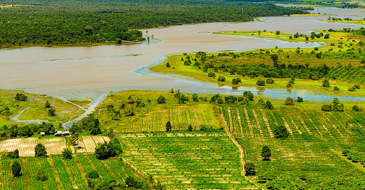 découvrez l'agriculture cambodgienne, ses cultures traditionnelles, ses techniques agricoles et son rôle essentiel dans l'économie du cambodge.