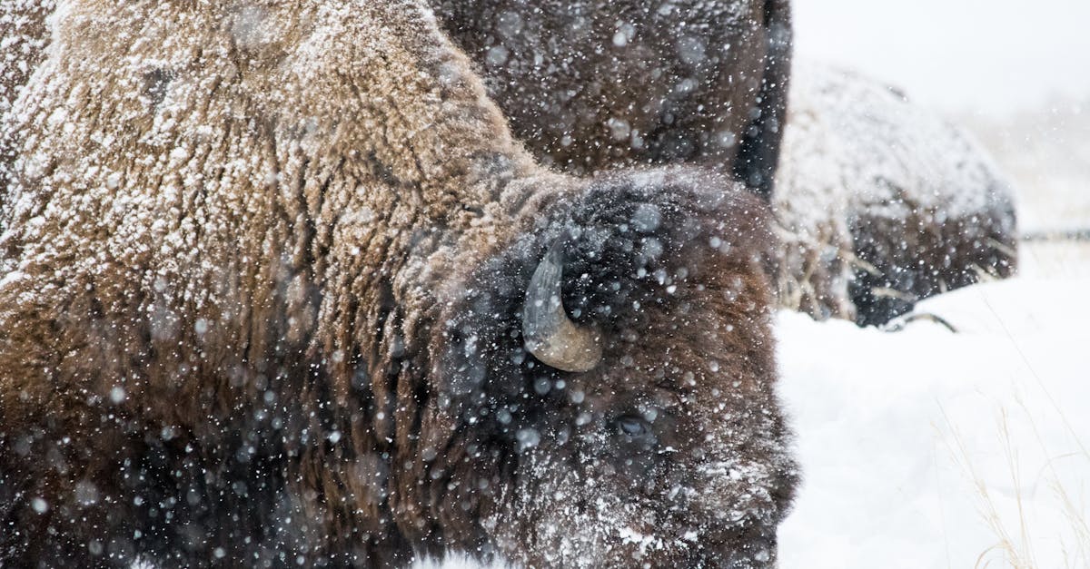 découvrez les dernières informations et conseils essentiels pour faire face aux fortes chutes de neige en toute sécurité.