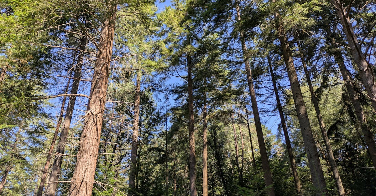 découvrez le climate club : une initiative collaborative visant à rassembler entreprises, gouvernements et citoyens afin de promouvoir des actions concrètes pour lutter contre le changement climatique et construire un avenir durable.