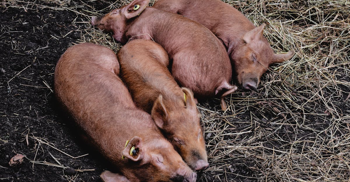 découvrez tout sur la tête de porc : recettes, préparation et astuces culinaires pour sublimer ce morceau traditionnel.