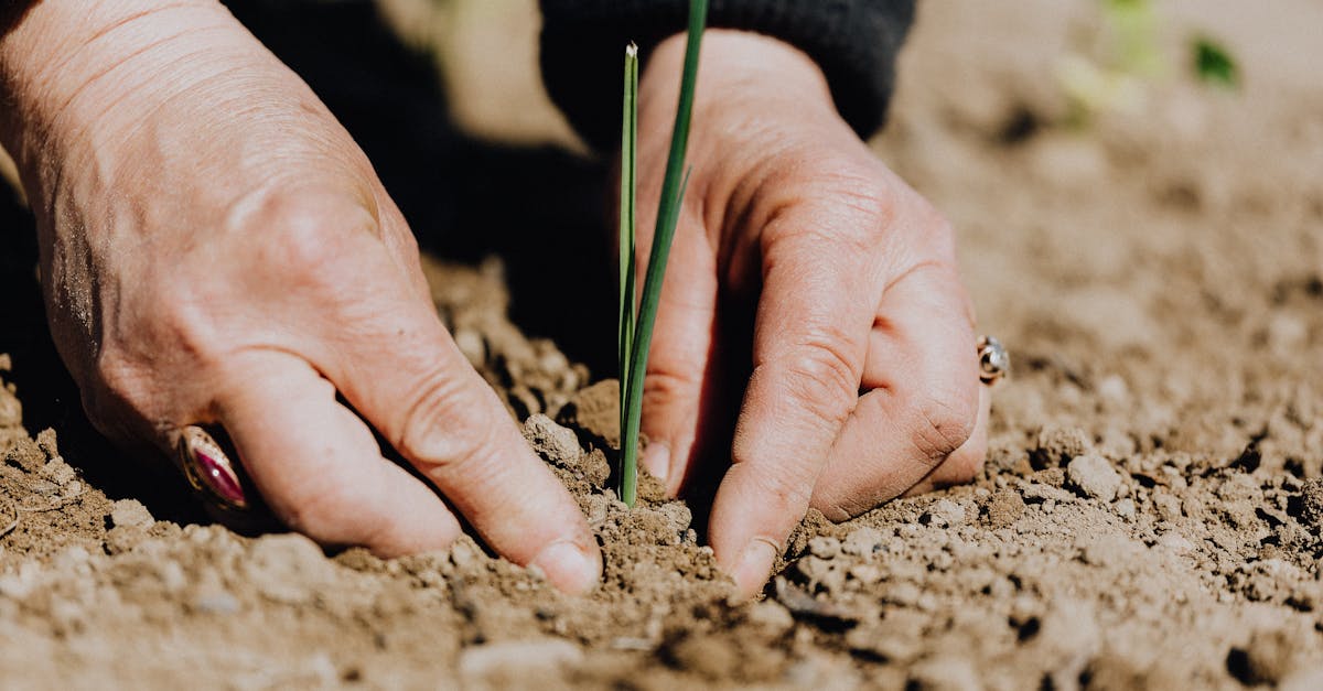 découvrez l'écologie, l'étude des interactions entre les organismes vivants et leur environnement, et apprenez comment préserver notre planète pour un avenir durable.