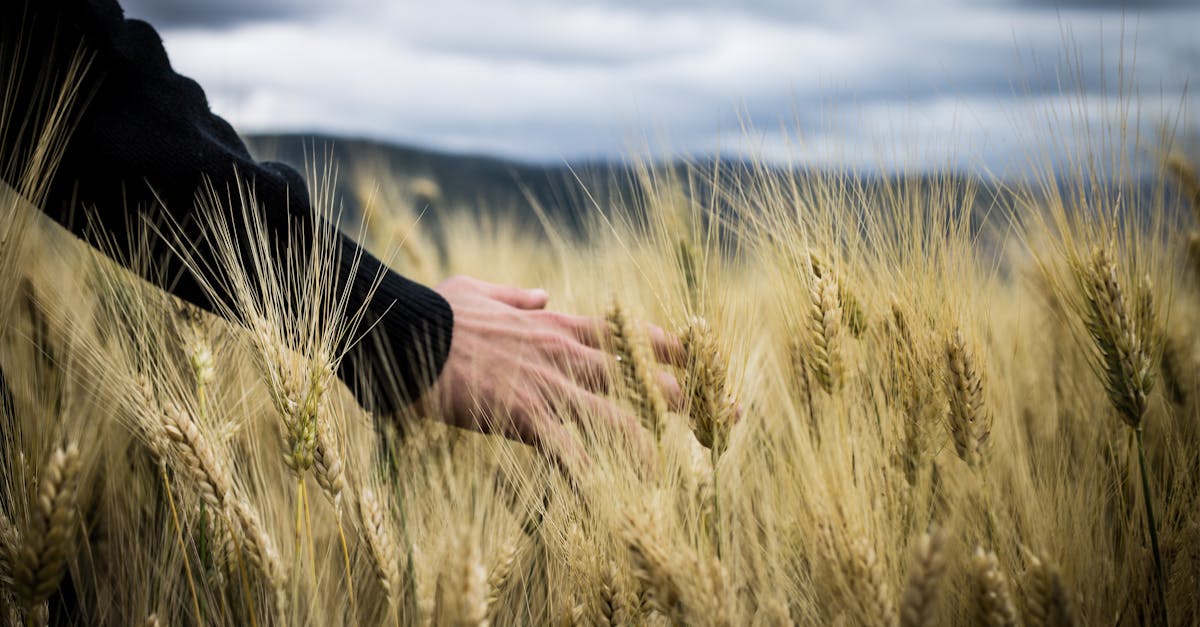 découvrez l'univers riche et varié de l'agriculture, explorez les techniques de culture, les innovations durables et l'impact de ce secteur vital sur notre quotidien et l'environnement.