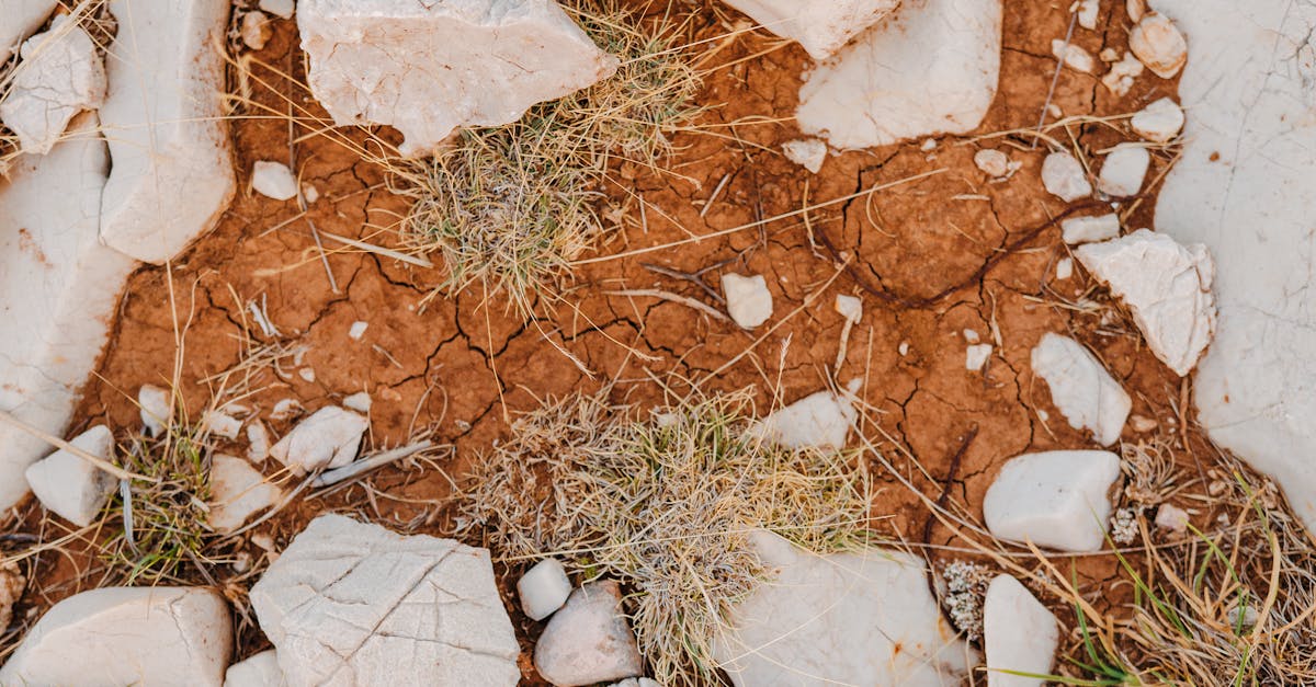 découvrez comment renforcer la résilience climatique grâce à des solutions innovantes et des stratégies durables pour s’adapter aux changements environnementaux et protéger nos communautés.