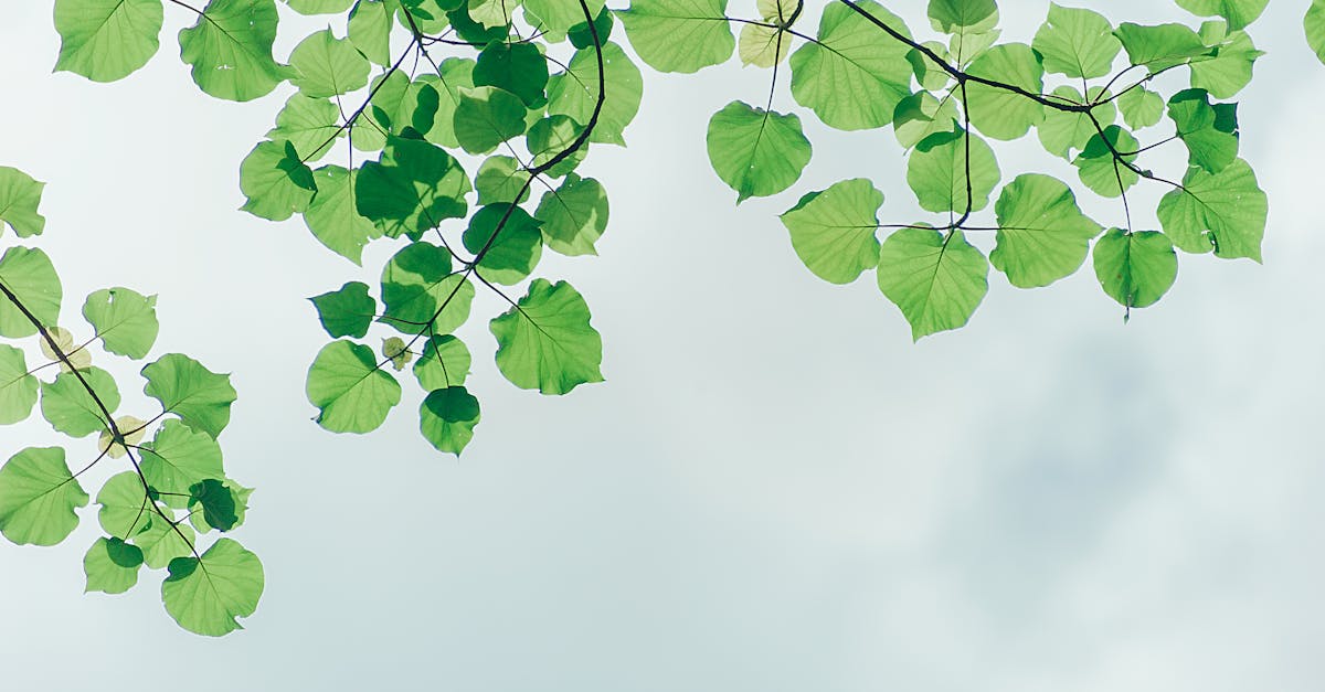 découvrez des informations essentielles sur l'environnement, son importance, les défis écologiques actuels et des conseils pratiques pour protéger notre planète au quotidien.