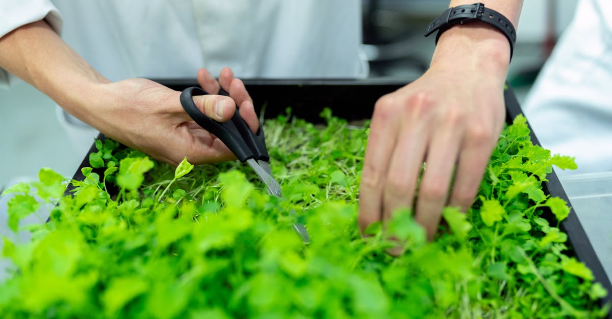 découvrez les principes de la sustainability : astuces, enjeux et bonnes pratiques pour un mode de vie plus durable et respectueux de l'environnement.