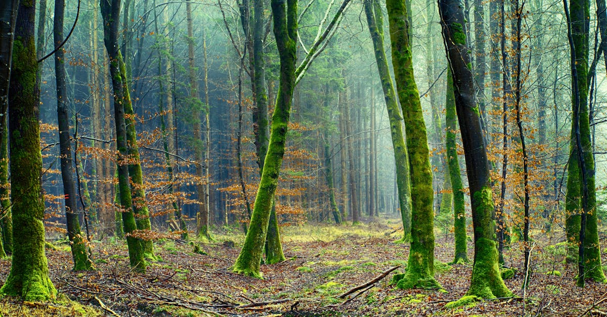 découvrez les causes, impacts et solutions à la déforestation, un enjeu environnemental majeur menaçant la biodiversité et le climat.