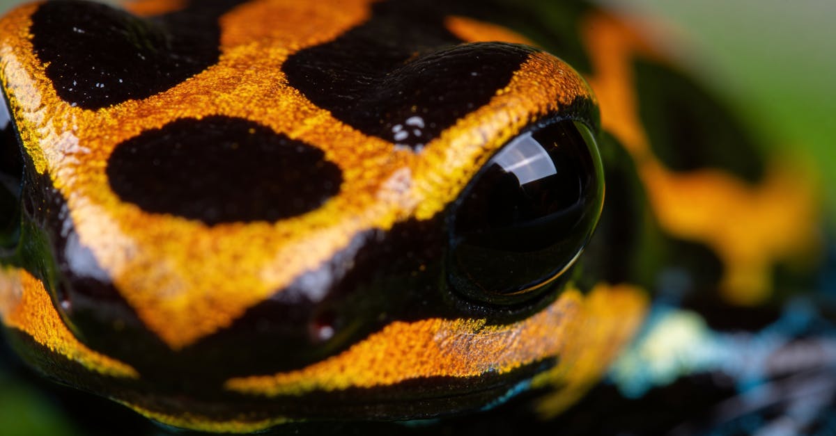 découvrez frog frequency, un jeu musical innovant où rythme et précision s'entremêlent pour une expérience unique et captivante.