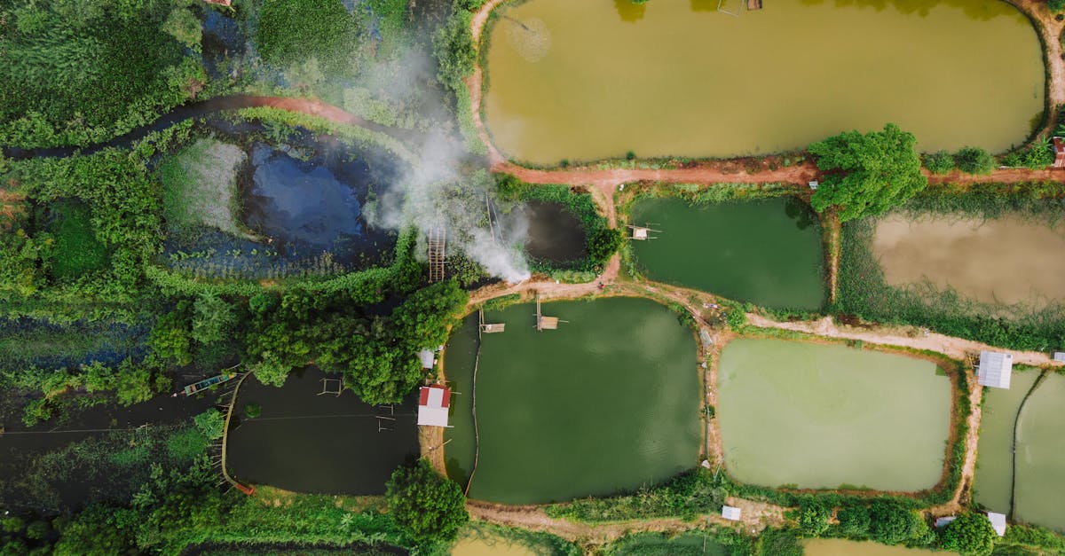 découvrez l'agriculture cambodgienne : ses pratiques traditionnelles, ses cultures principales et son rôle vital dans l'économie locale.
