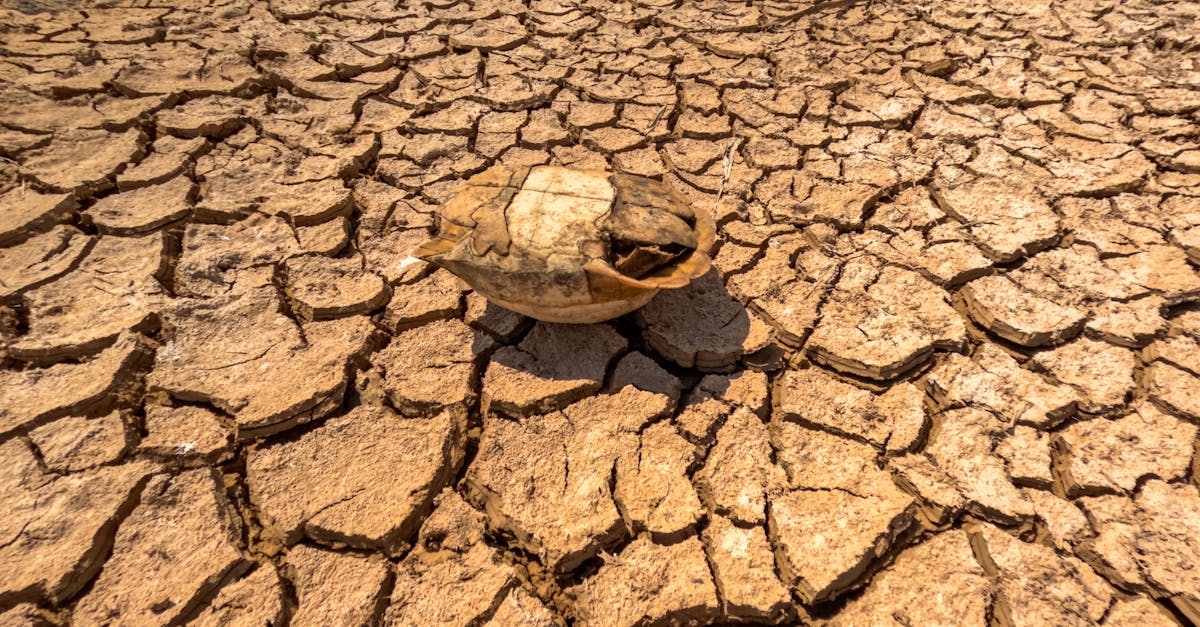 découvrez les causes, impacts et solutions liés au changement climatique pour mieux comprendre et agir face à ce défi mondial crucial.