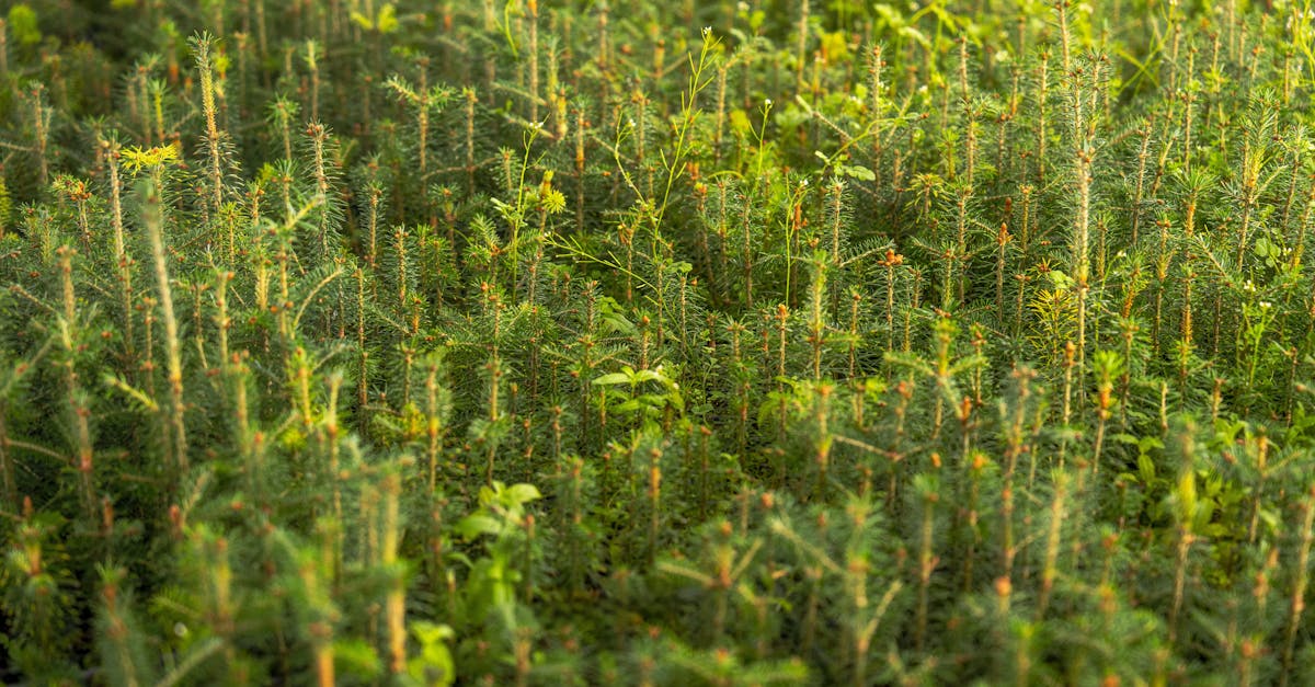 découvrez l'importance de la reforestation pour restaurer les écosystèmes, lutter contre le changement climatique et préserver la biodiversité.