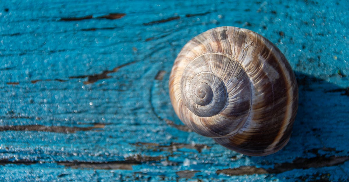 découvrez notre collection unique de coquillages d'escargot, parfaits pour vos projets de décoration et d'artisanat.