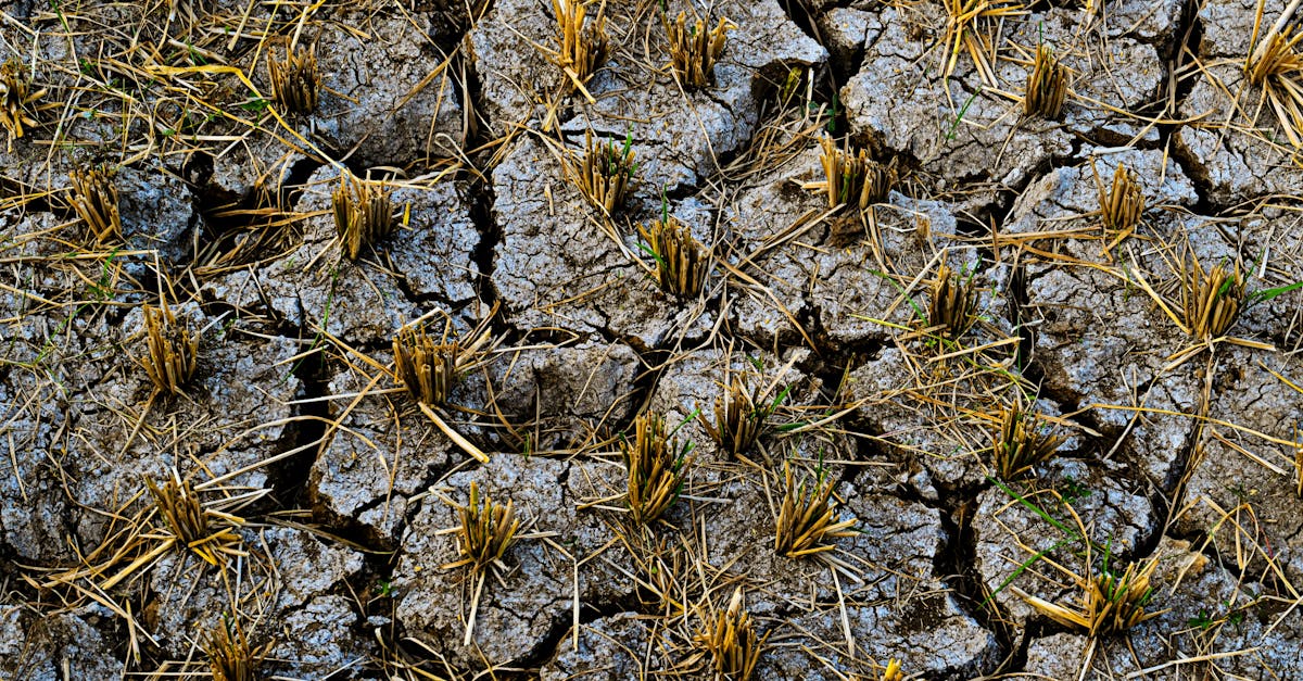 découvrez les causes, impacts et solutions du changement climatique. informez-vous sur les enjeux environnementaux pour agir en faveur de la planète.