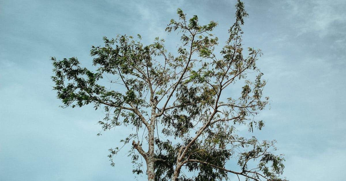 découvrez les enjeux et les avancées de la climate litigation, les actions juridiques pour lutter contre le changement climatique et protéger l'environnement.
